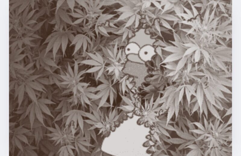 Trump fez a maior mudança nas regra para uso da maconha